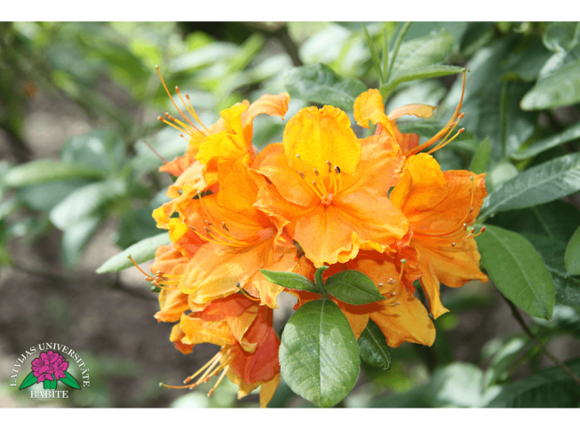 Rhododendron   'Glowing Embers'